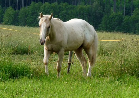 77 - červen 2010