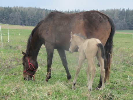 8.4.2012 první venčení