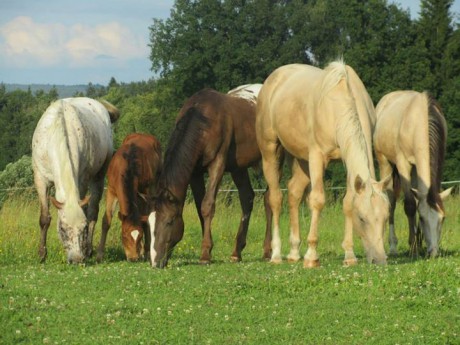 Příměstské tábory 001