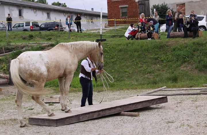 Jokers Golden Eyes - valach Appaloosa (na prodej) 200