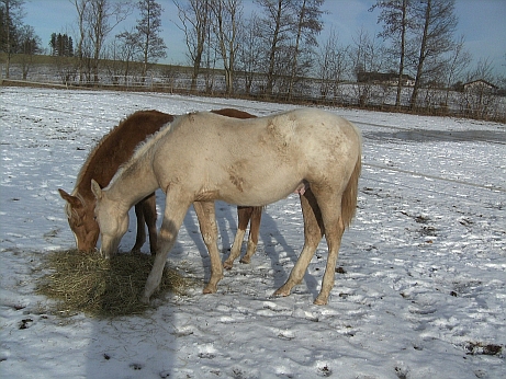 03 - leden 2009